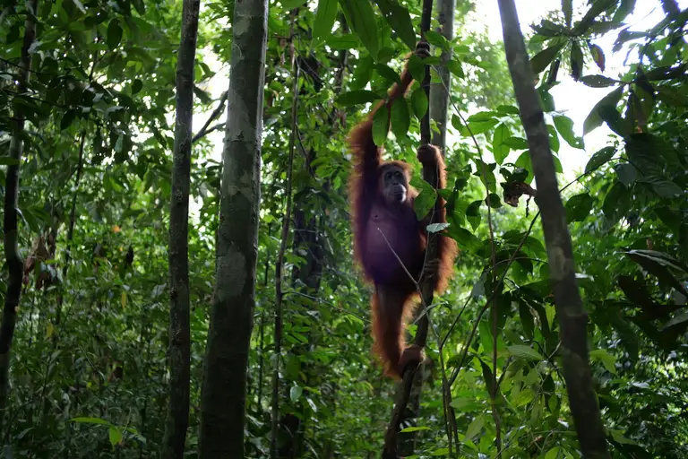 DAY 5 - Bukit Lawang Jungle